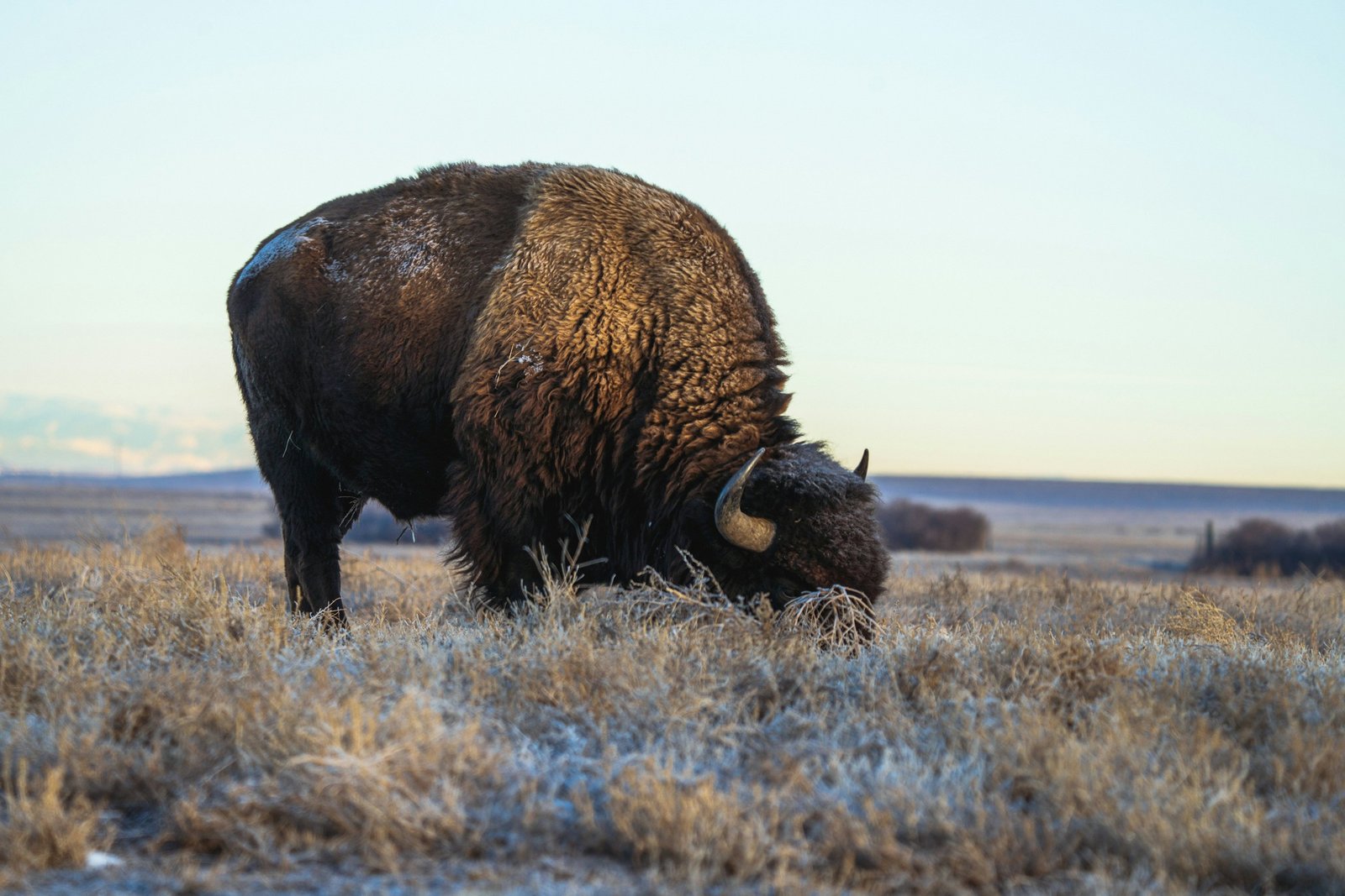 A bison grazes in a field under a sunny sky.